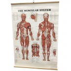 Posters, Anatomy