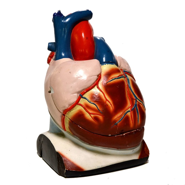 HEARTMDL01